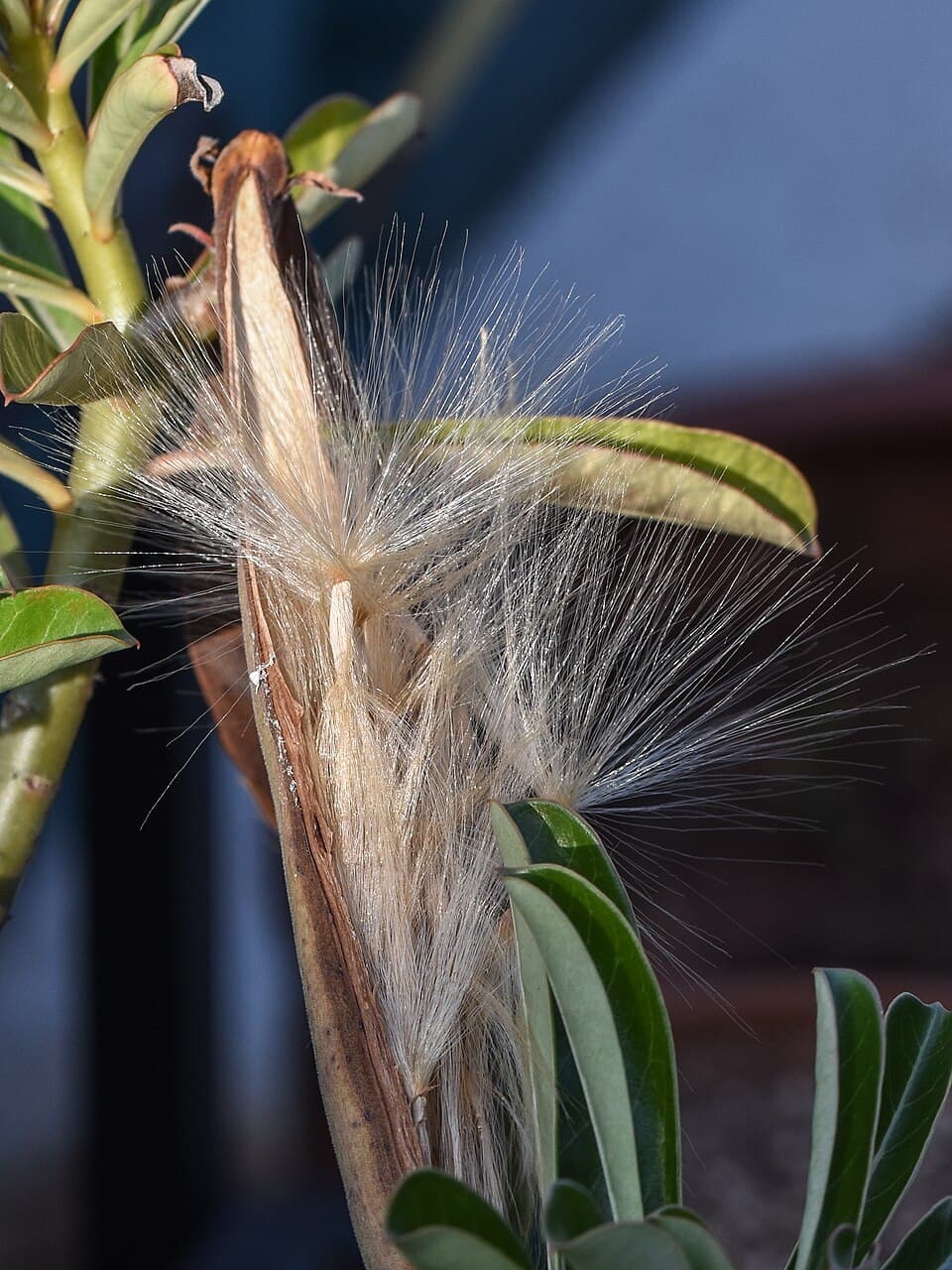 Reference image for Adenium socotranum