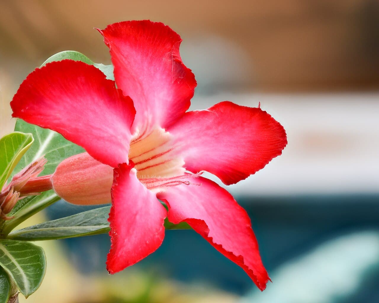 Reference image for Adenium socotranum