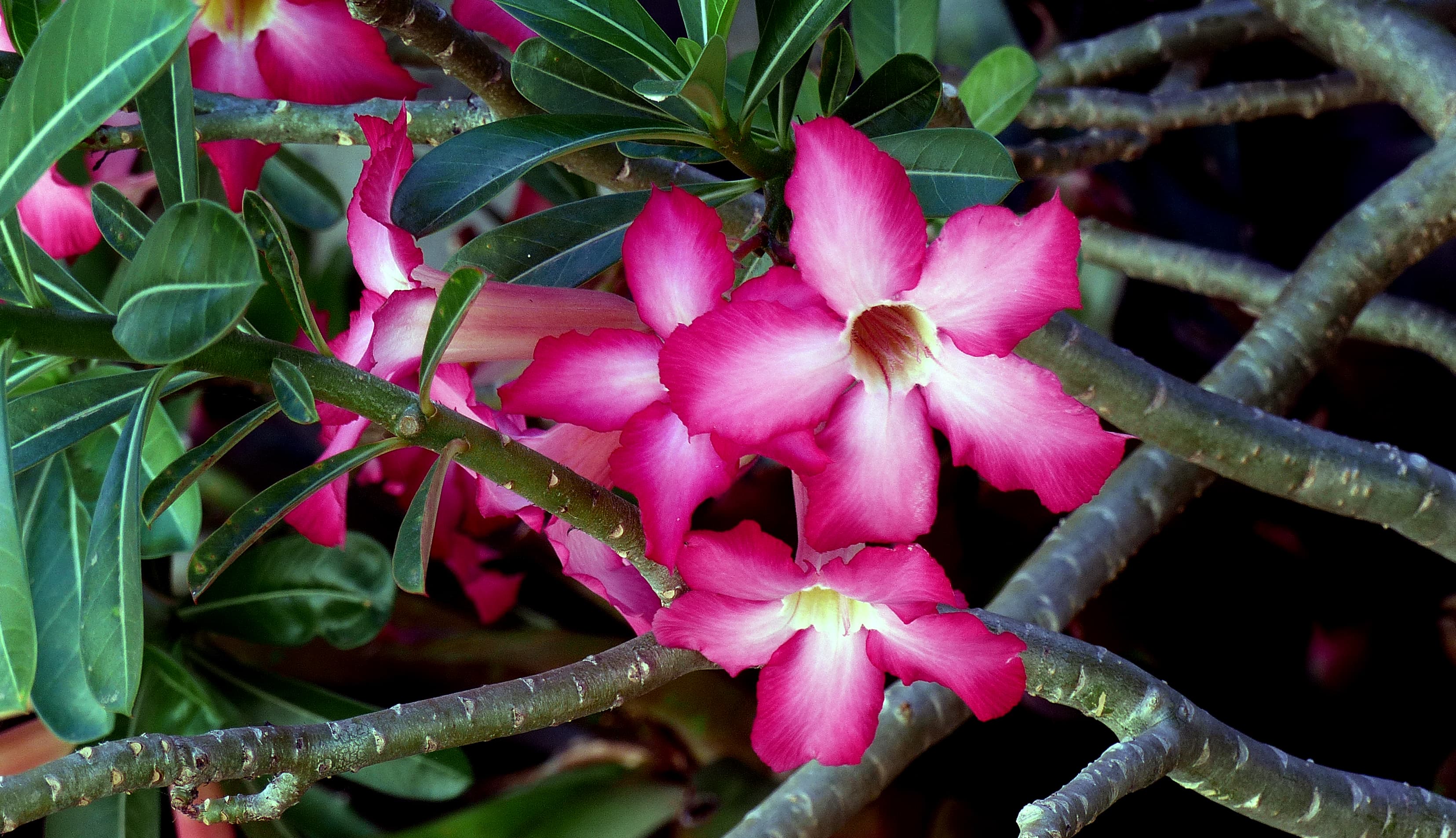 Reference image for Adenium socotranum