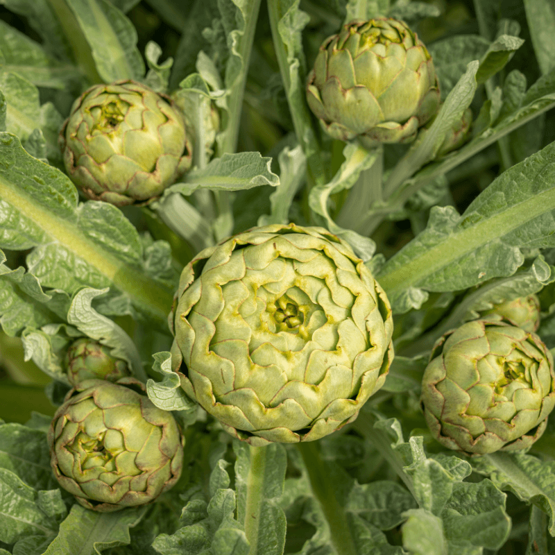 Artichoke Green globe Seeds