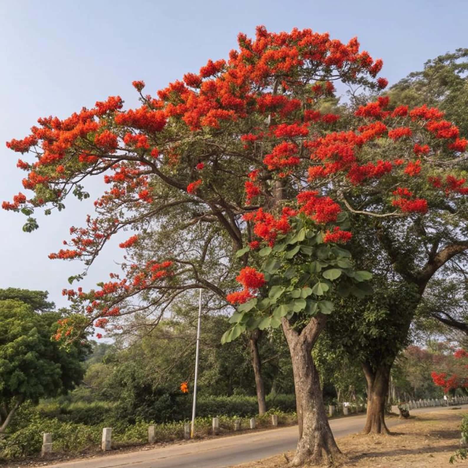 Butea monosperma Flame of the Forest Seeds