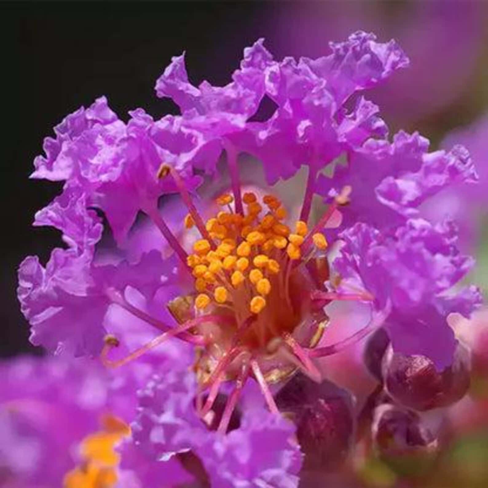 Lagerstroemia speciosa Queen's Crape Myrtle Seeds