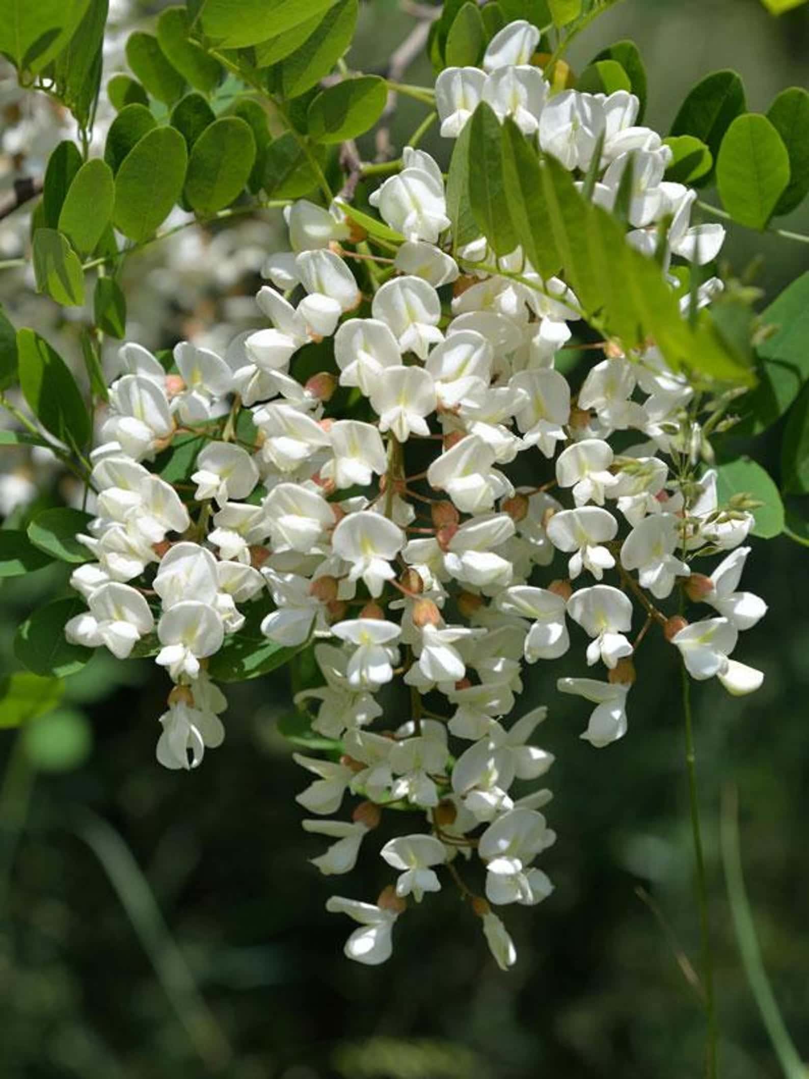 Robinia pseudoacacia Black Locust Seeds