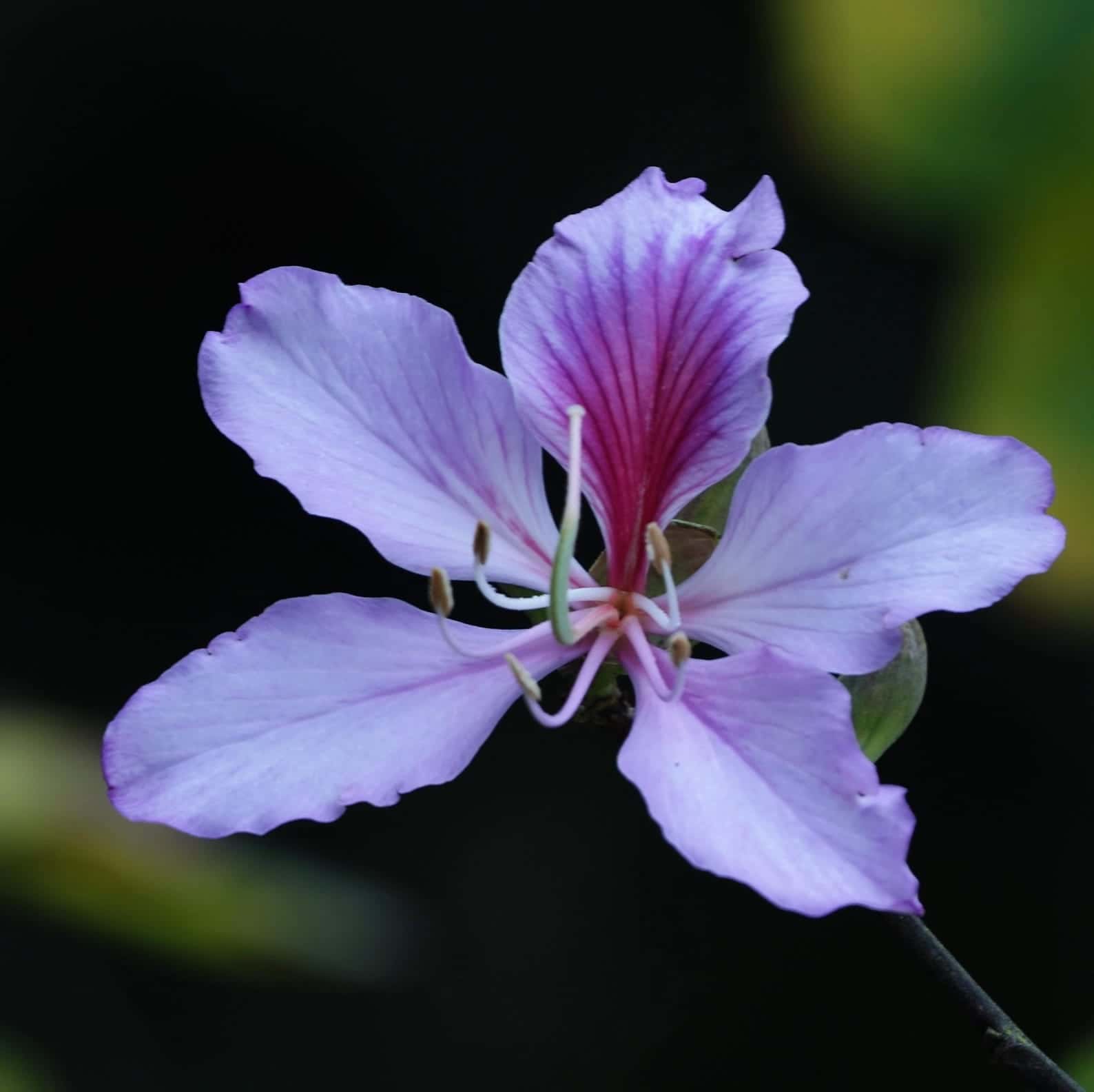 Bauhinia variegata Orchid Tree Seeds