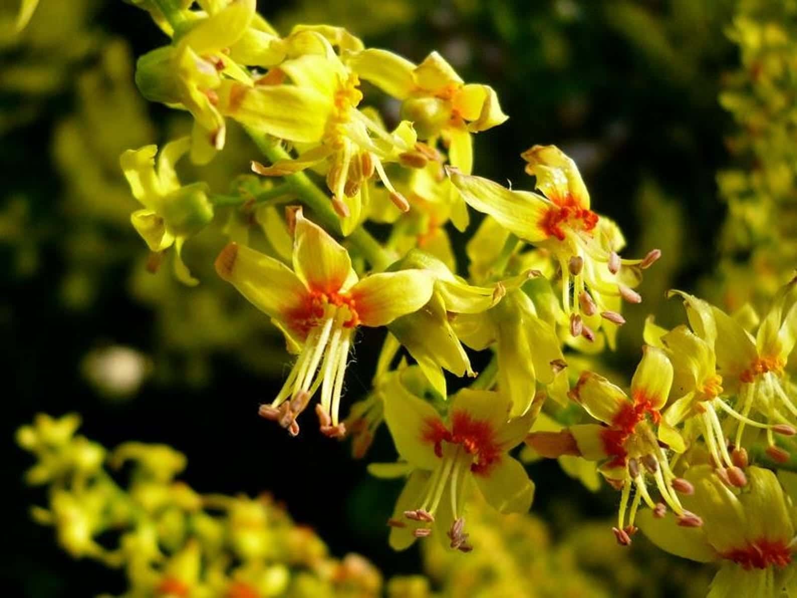Koelreuteria paniculata Golden Rain Tree Seeds