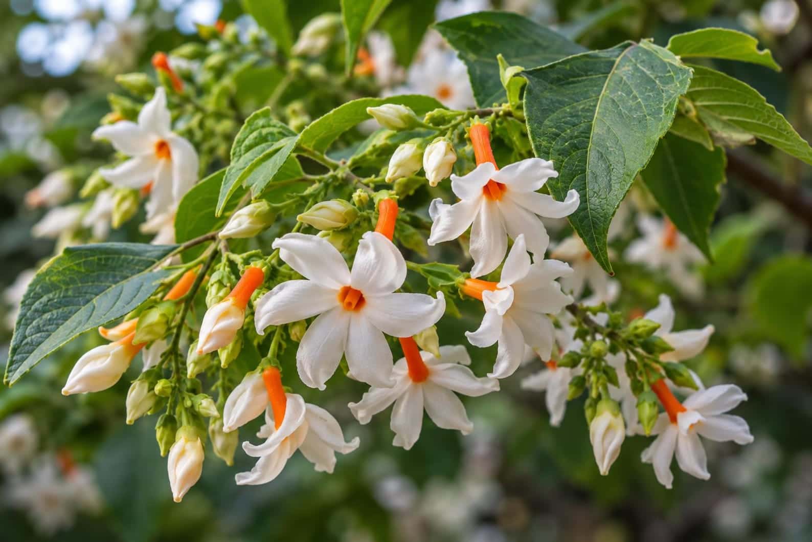 Nyctanthes arbor-tristis Night-Flowering Jasmine Seeds