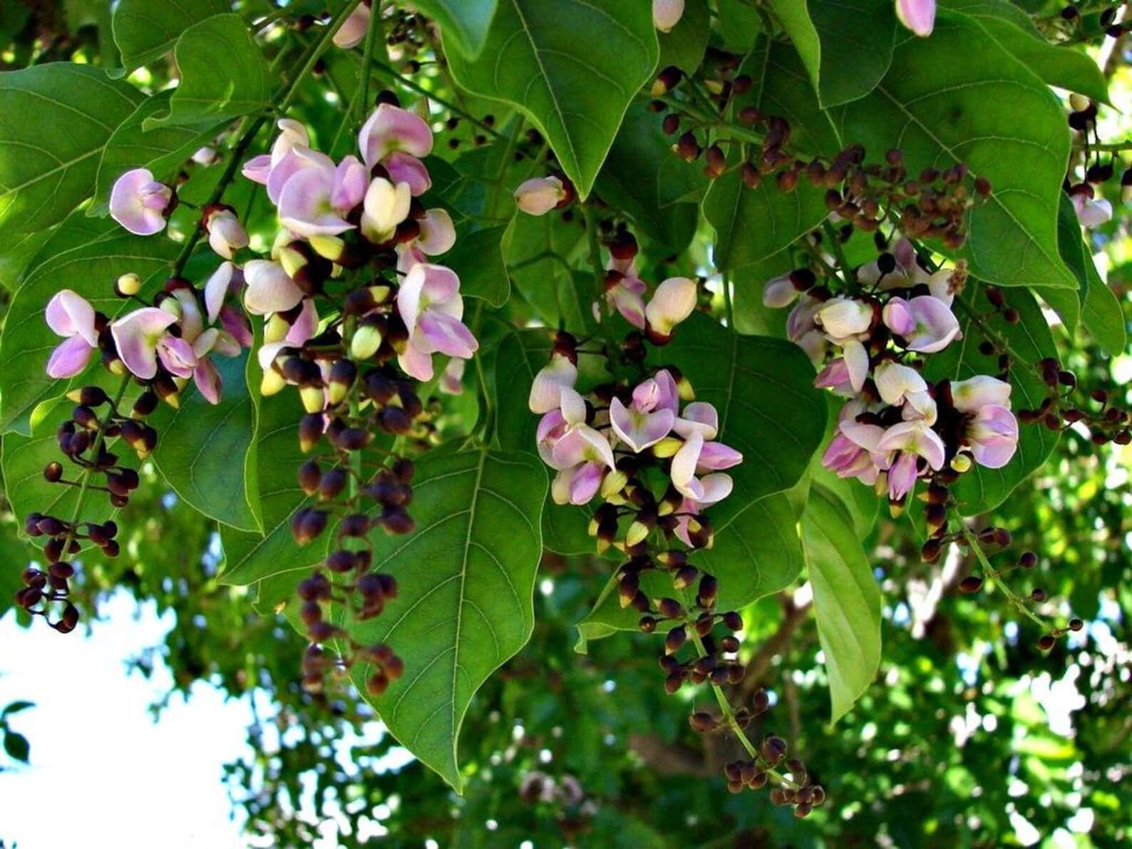 Pongamia pinnata Seeds