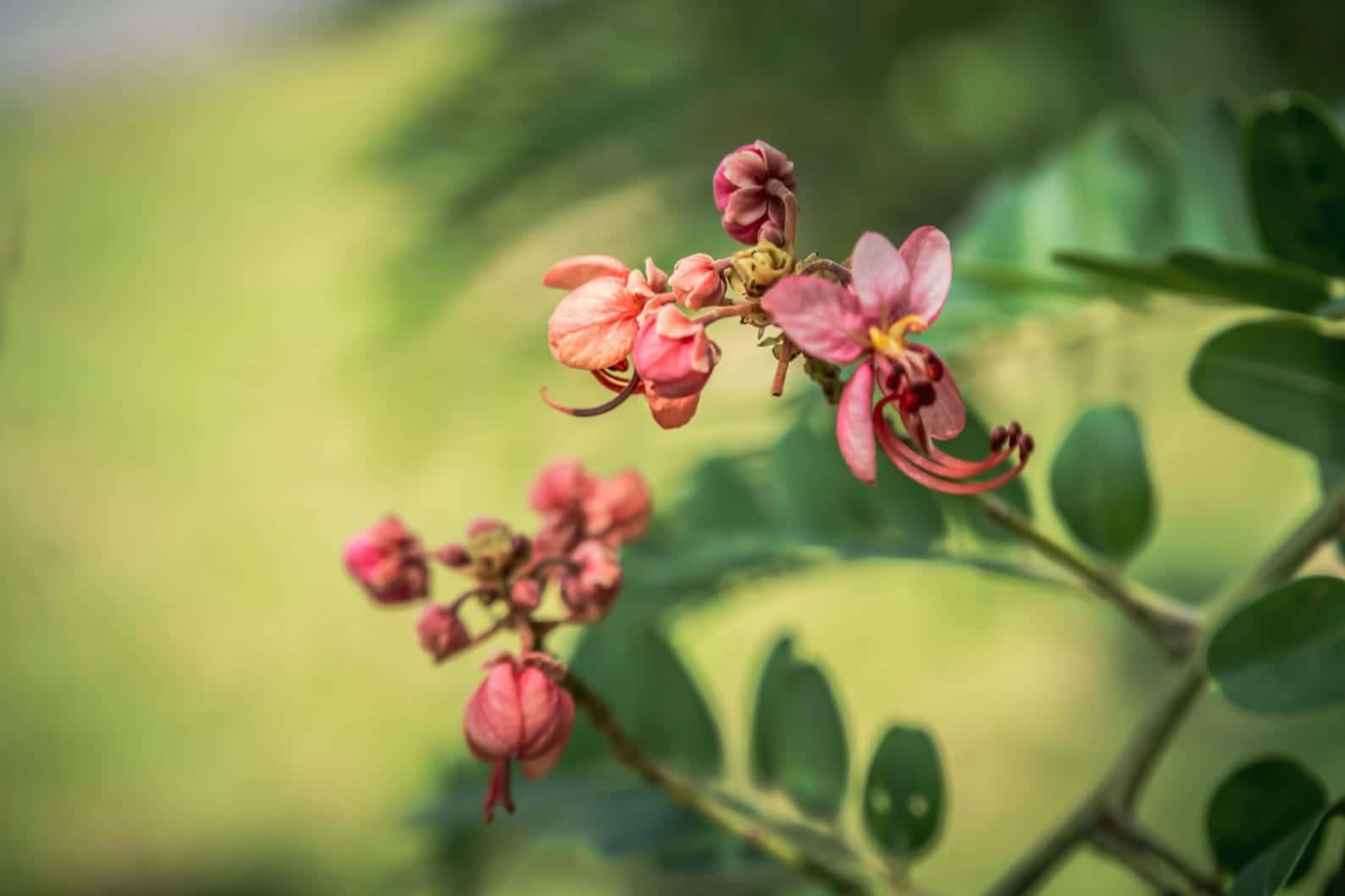 Cassia roxburghii Red Cassia Seeds