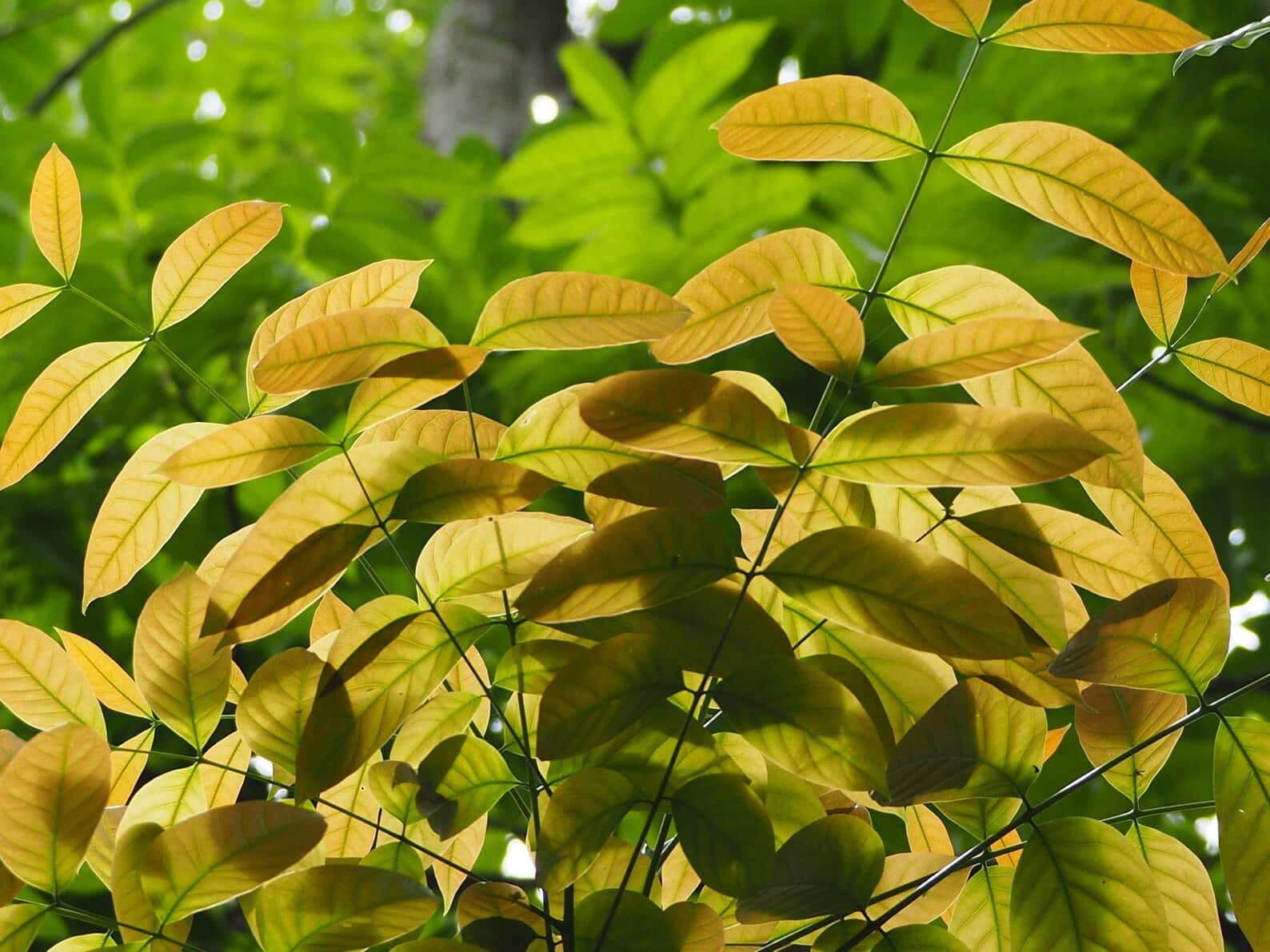 Swietenia macrophylla Big-Leaf Mahogany Seeds