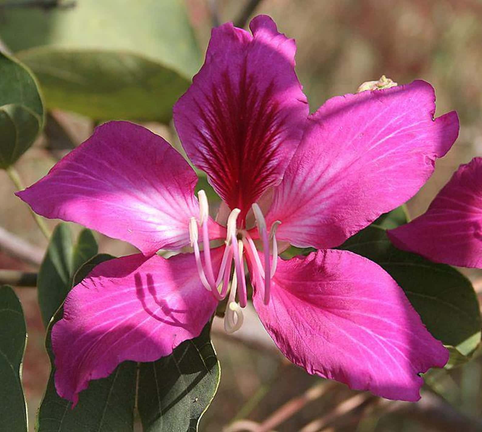 Bauhinia purpurea Purple Orchid Tree Seeds