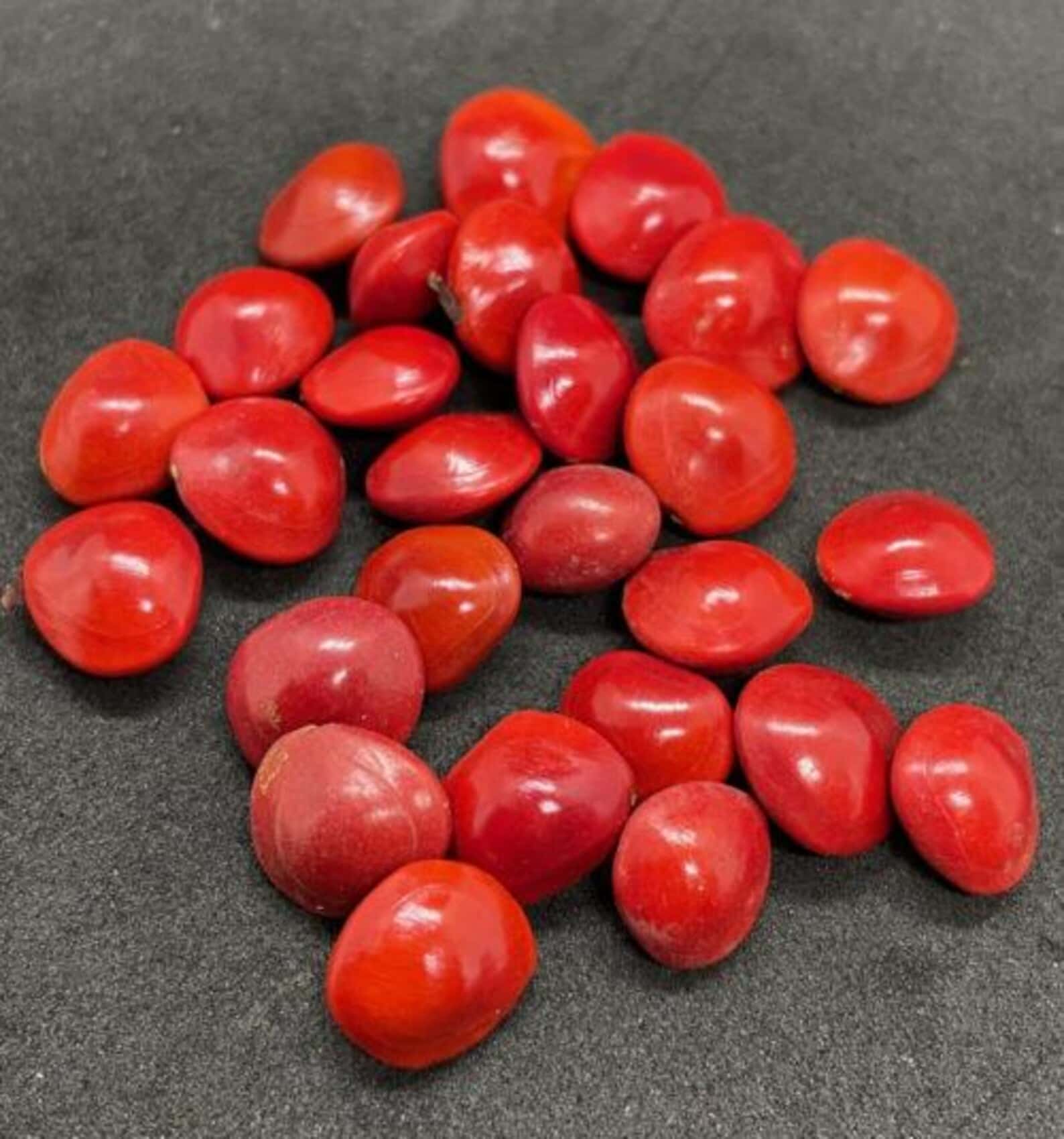 Adenanthera pavonina Red Bead Tree Seeds