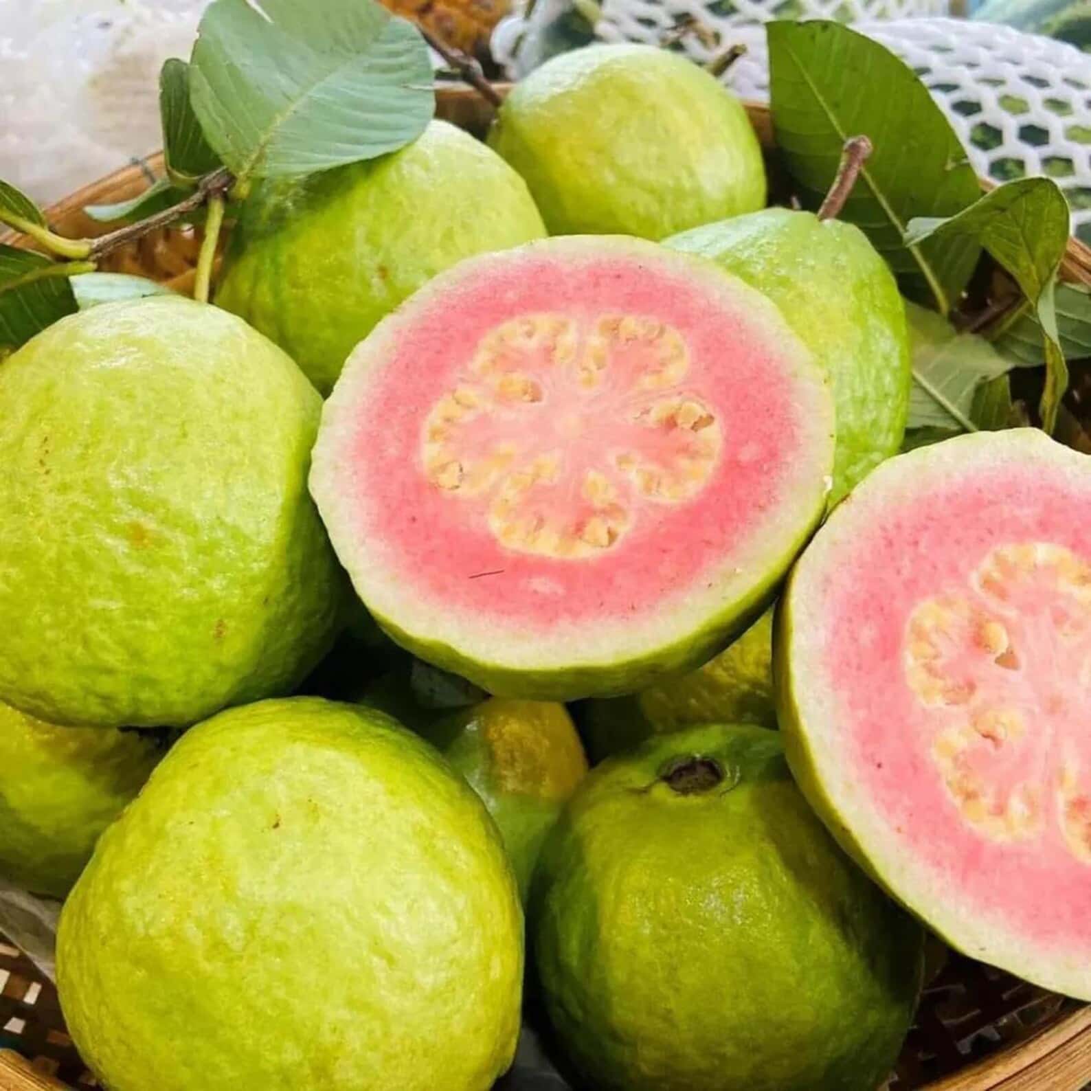 Guava, Amrud Allahabadi Seeds