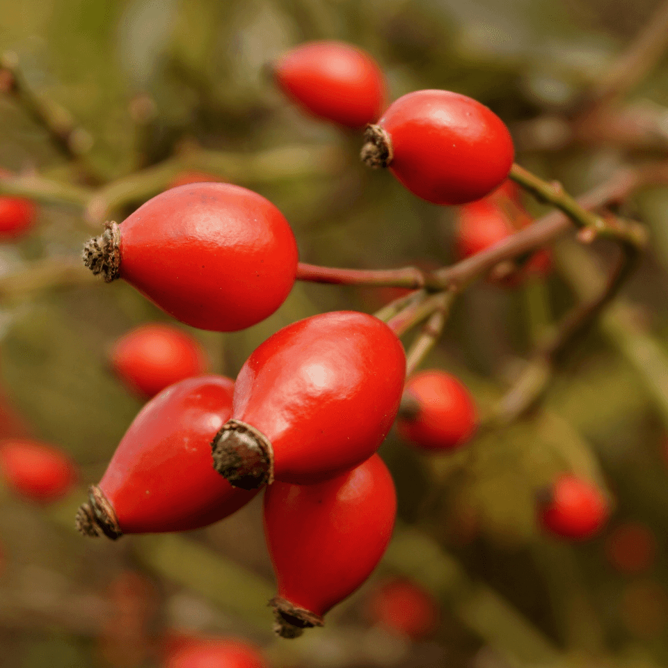 Himalayan rosehip multiflora Seeds