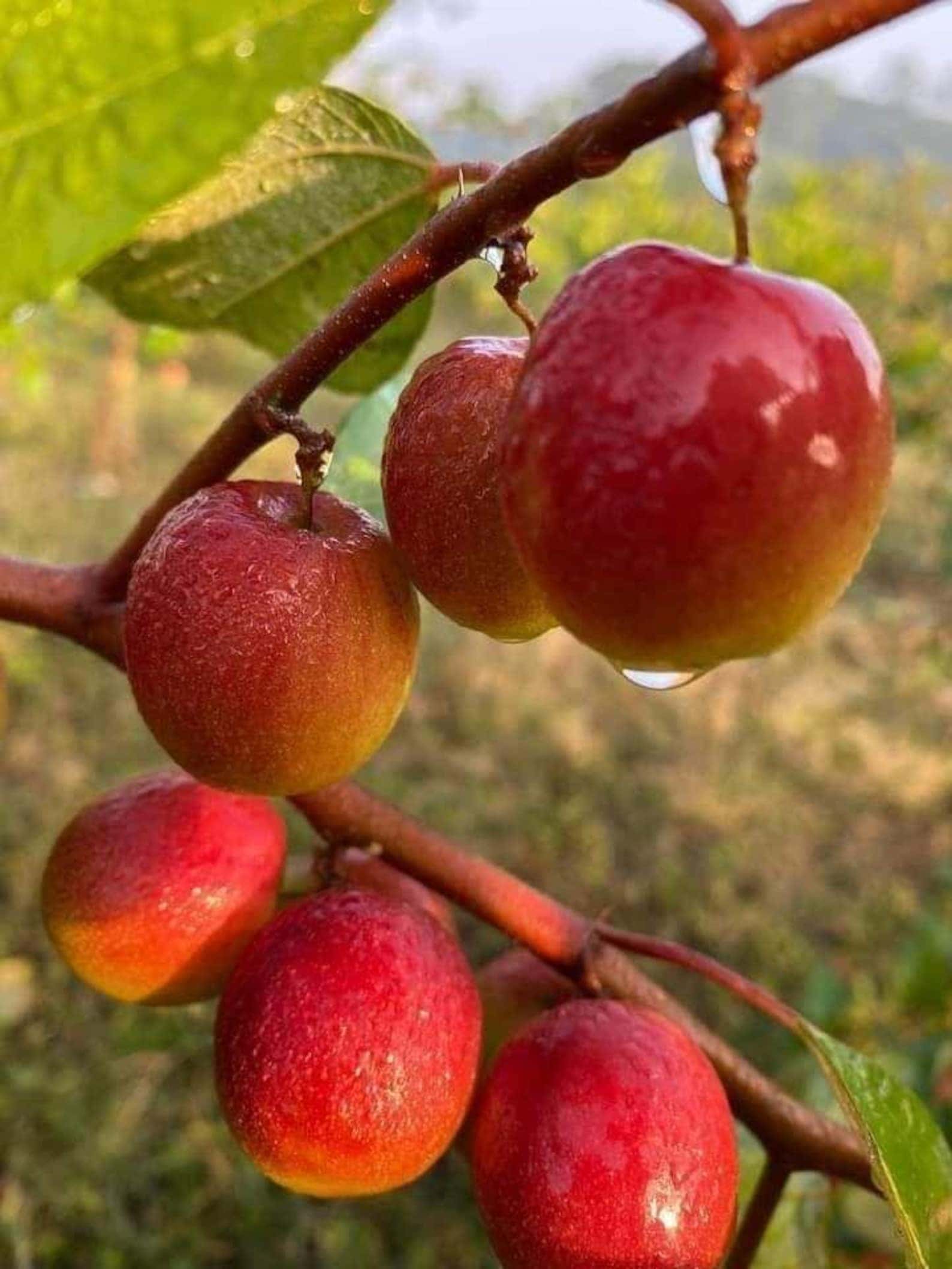 Ziziphus mauritiana Indian Jujube Seeds