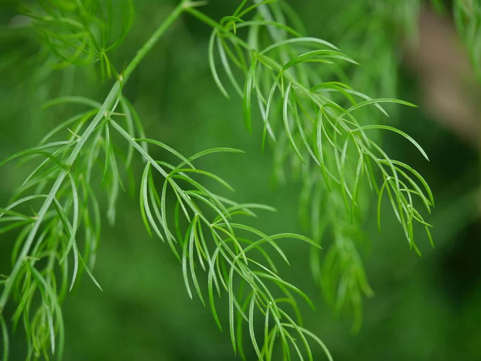 Satavar, Shatavari Seeds