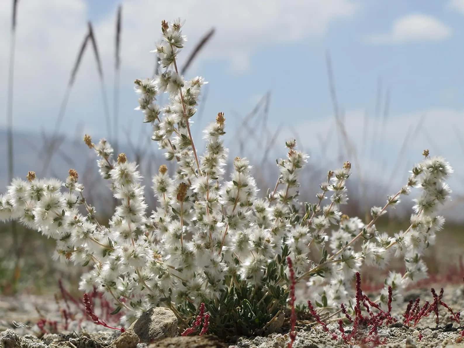Krascheninnikovia ceratoides Eurasian Winterfat Seeds