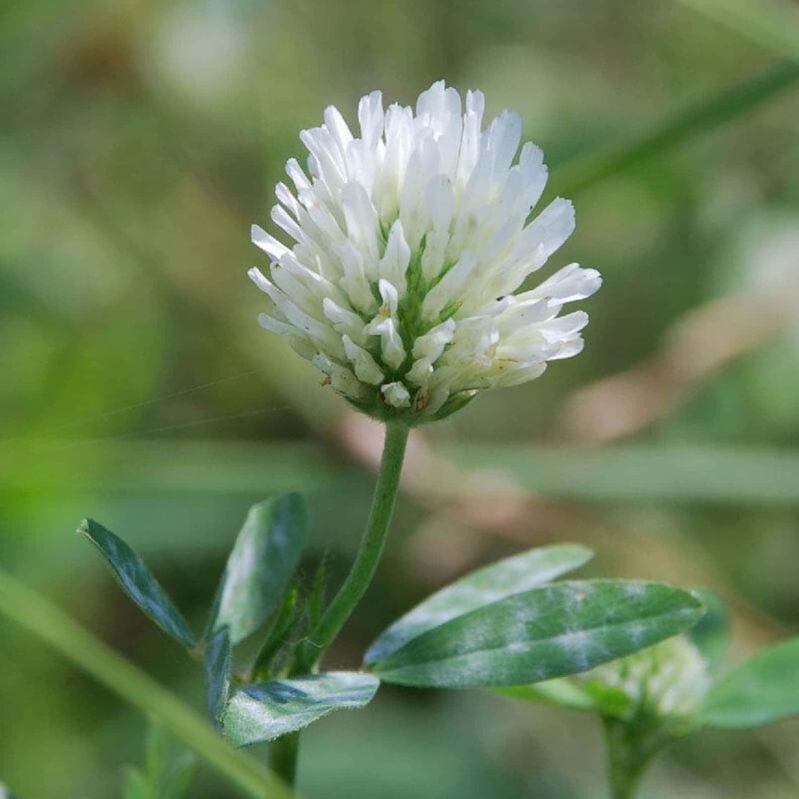 Trifolium alexandrinum Berseem Clover Seeds