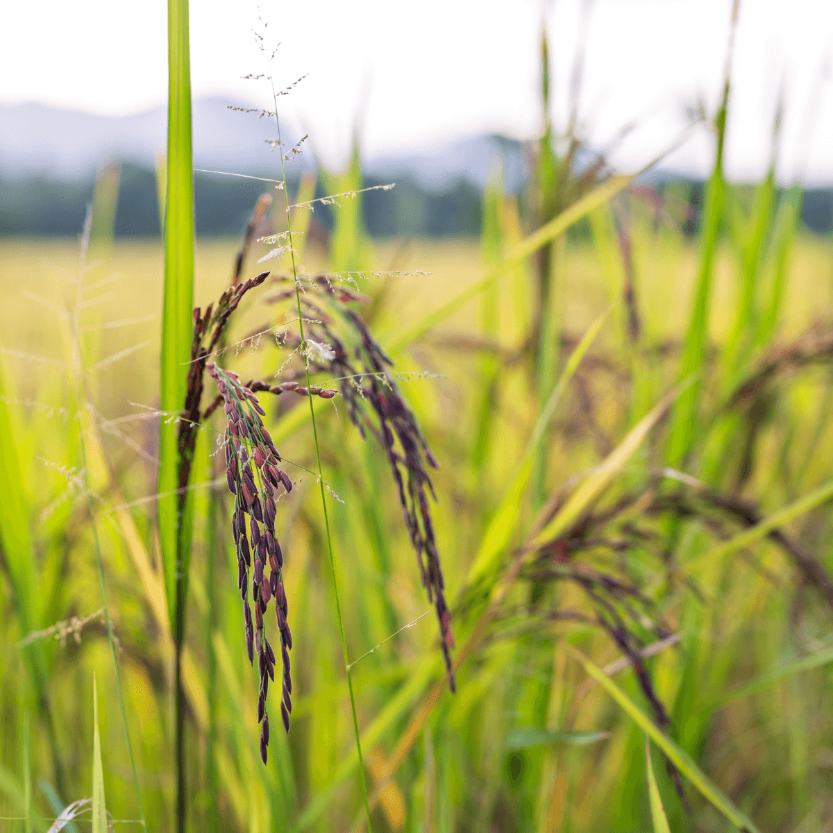 Wild black rice riceberry Seeds