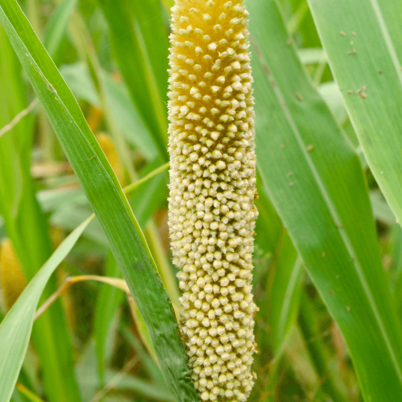 Pearl millet, Bajra Seeds