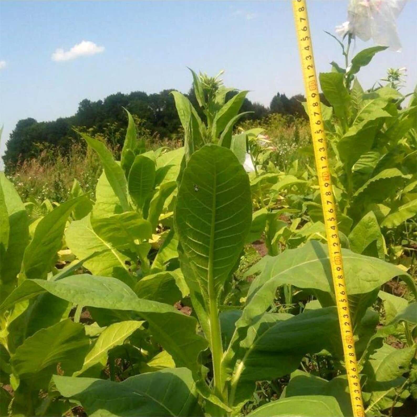 Tobacco Connecticut Broadleaf Seeds