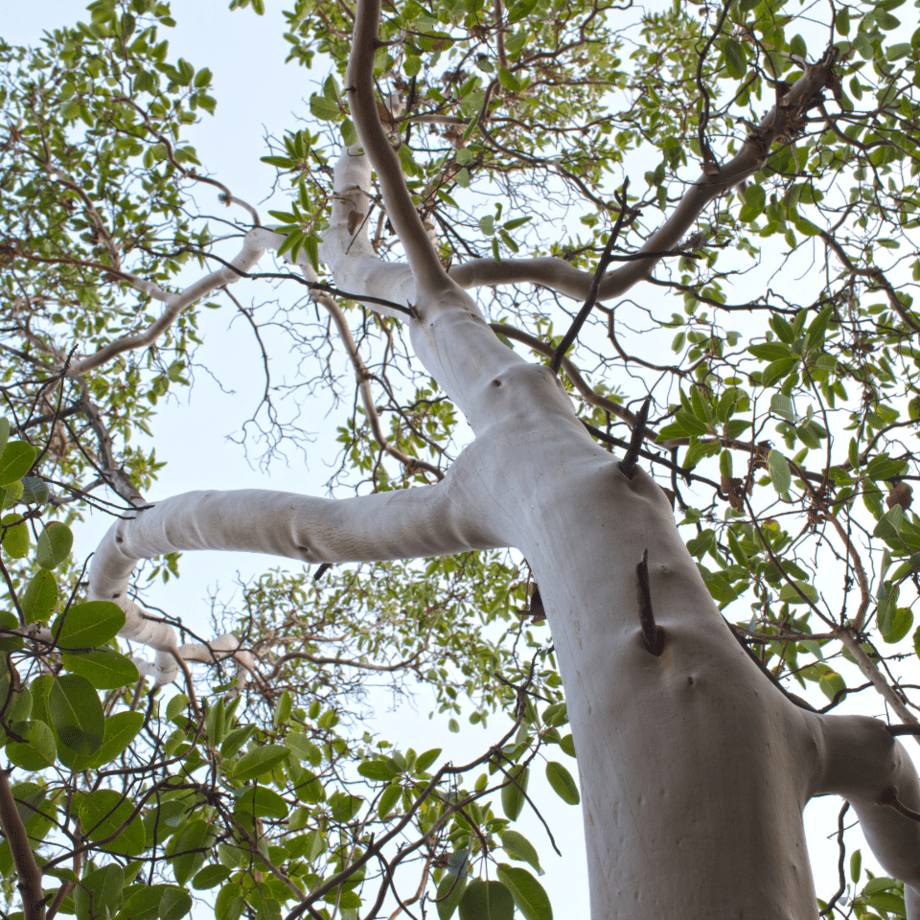 Sandalwood seeds growing guide