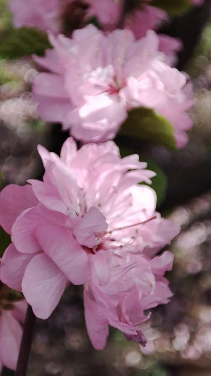 Pale pink flowers in close-up