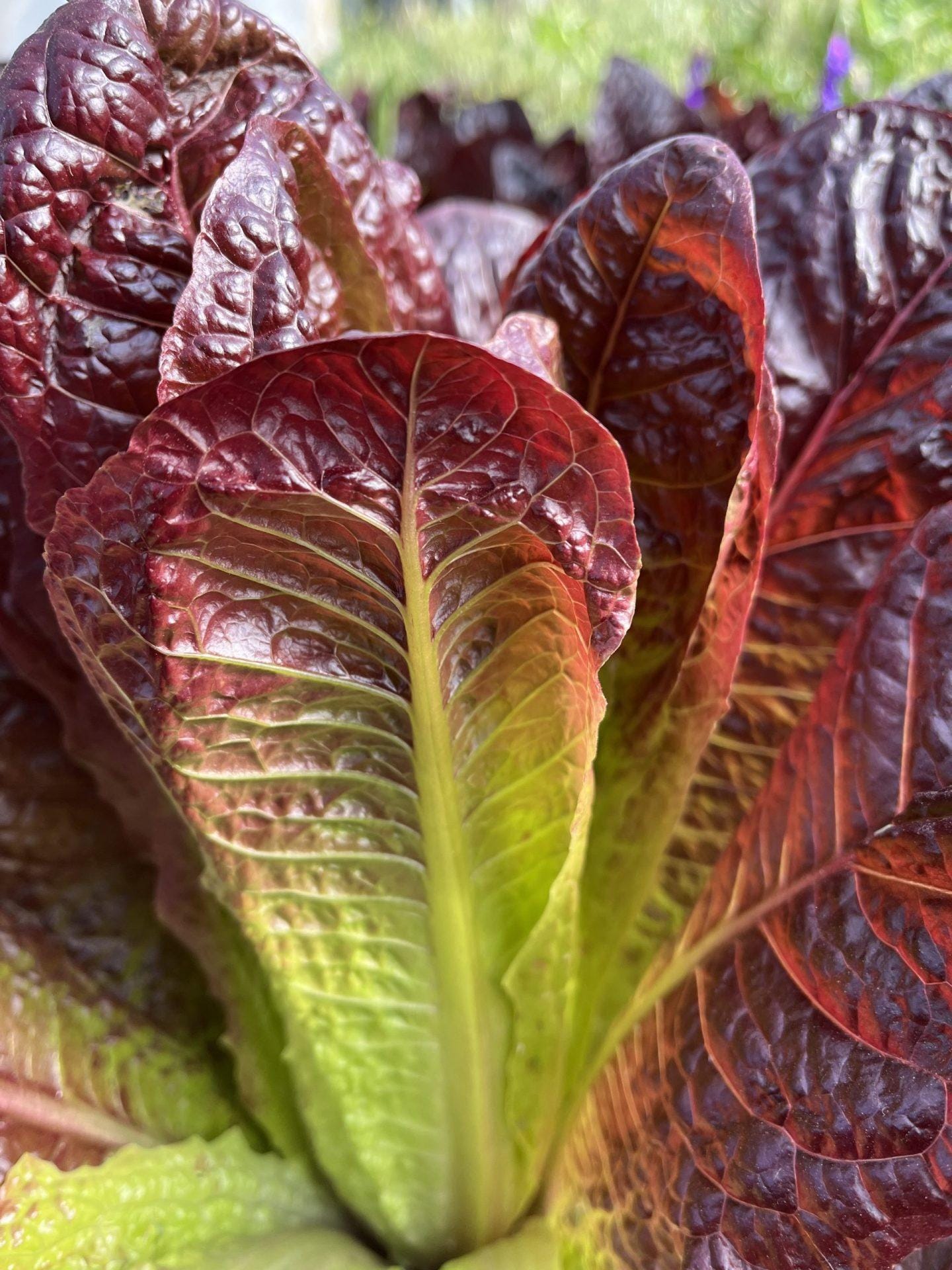 Red Romaine Lettuce Seeds — 100