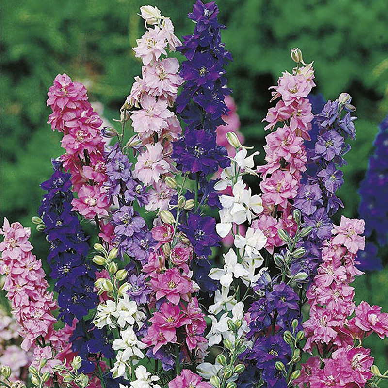 Larkspur mixed, Delphinium mix colours Seeds — 100 Seeds