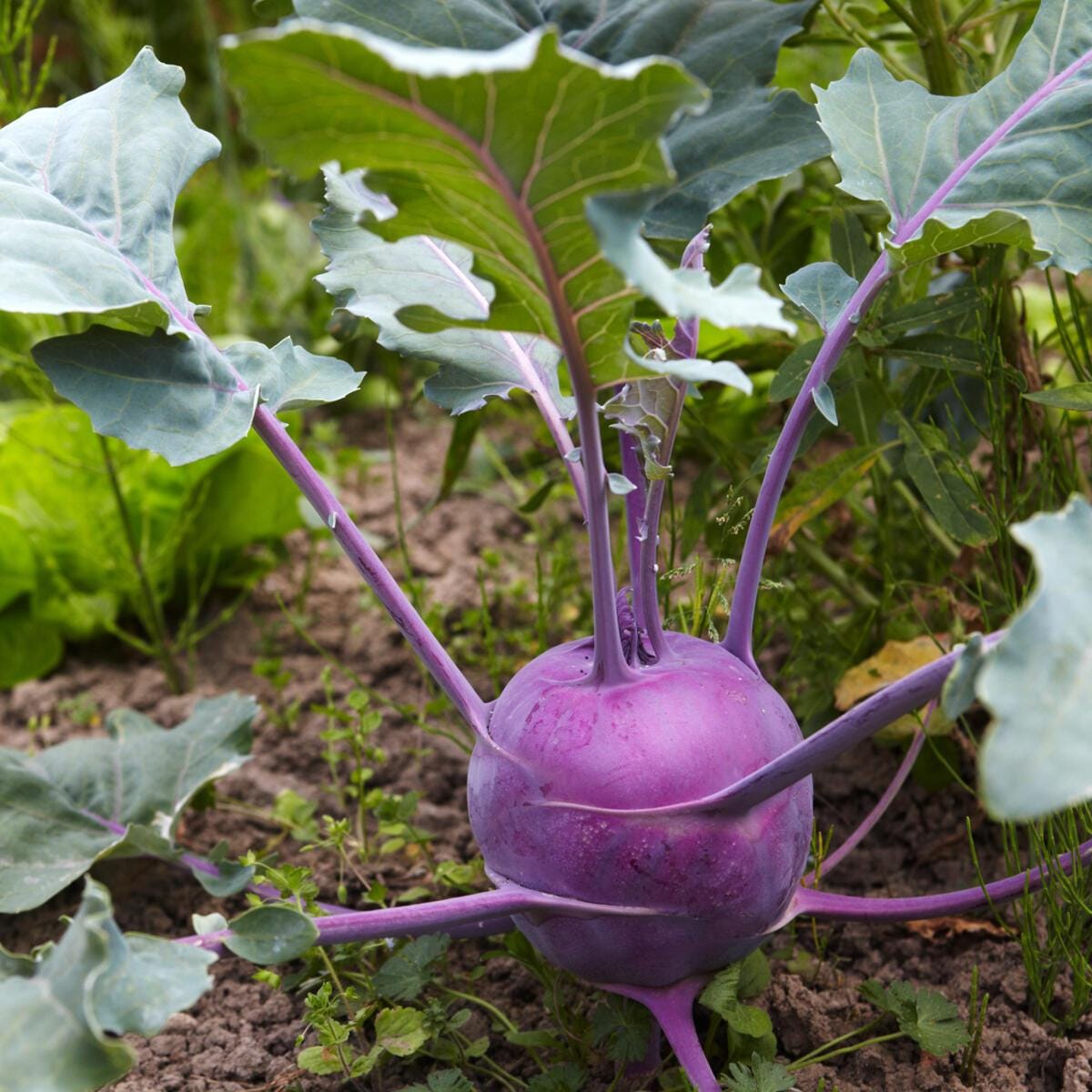 Purple Kohlrabi Seeds — 100