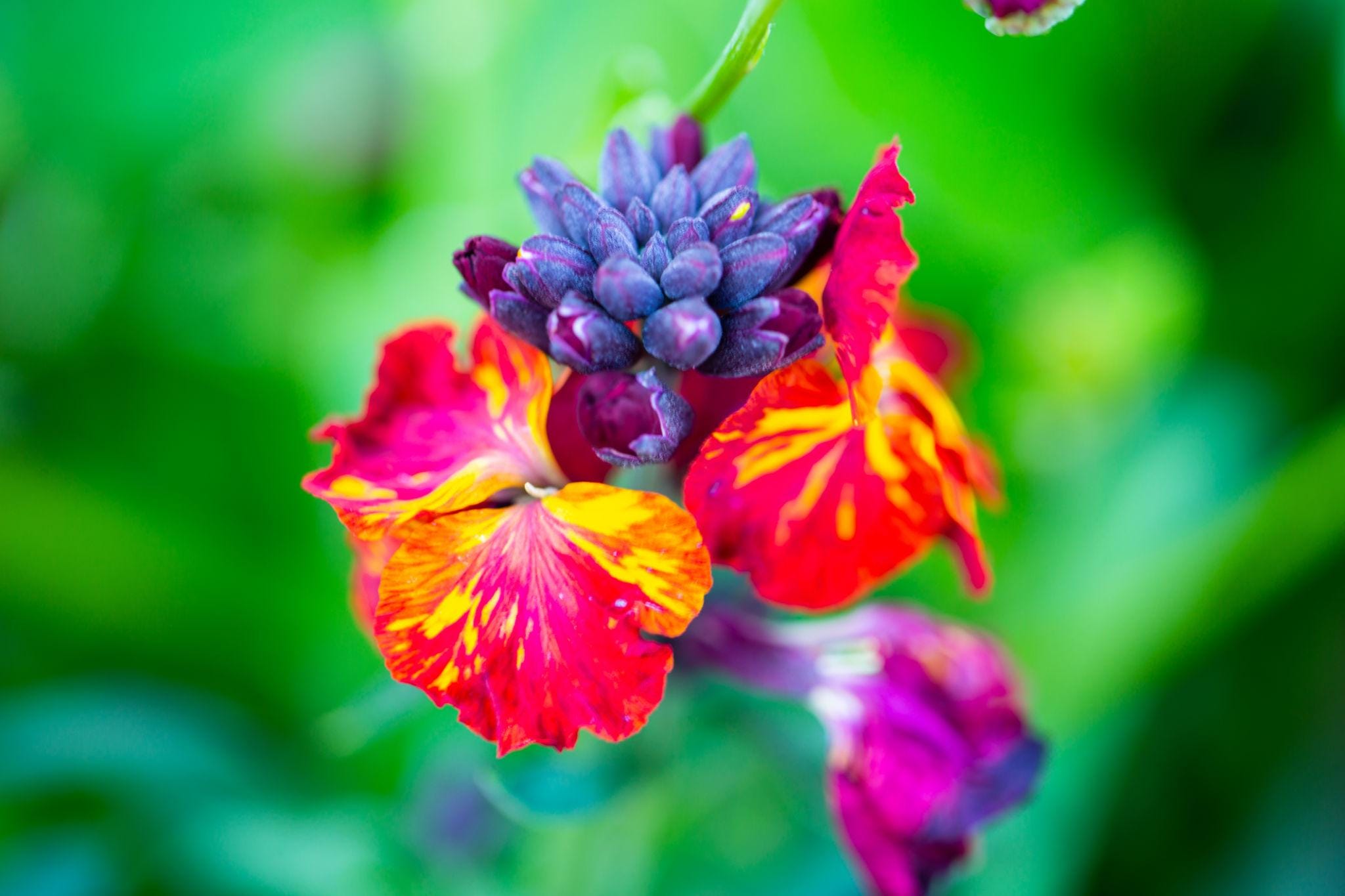 Cheiranthus cheiri, English wallflower mix Seeds — 100 Seeds