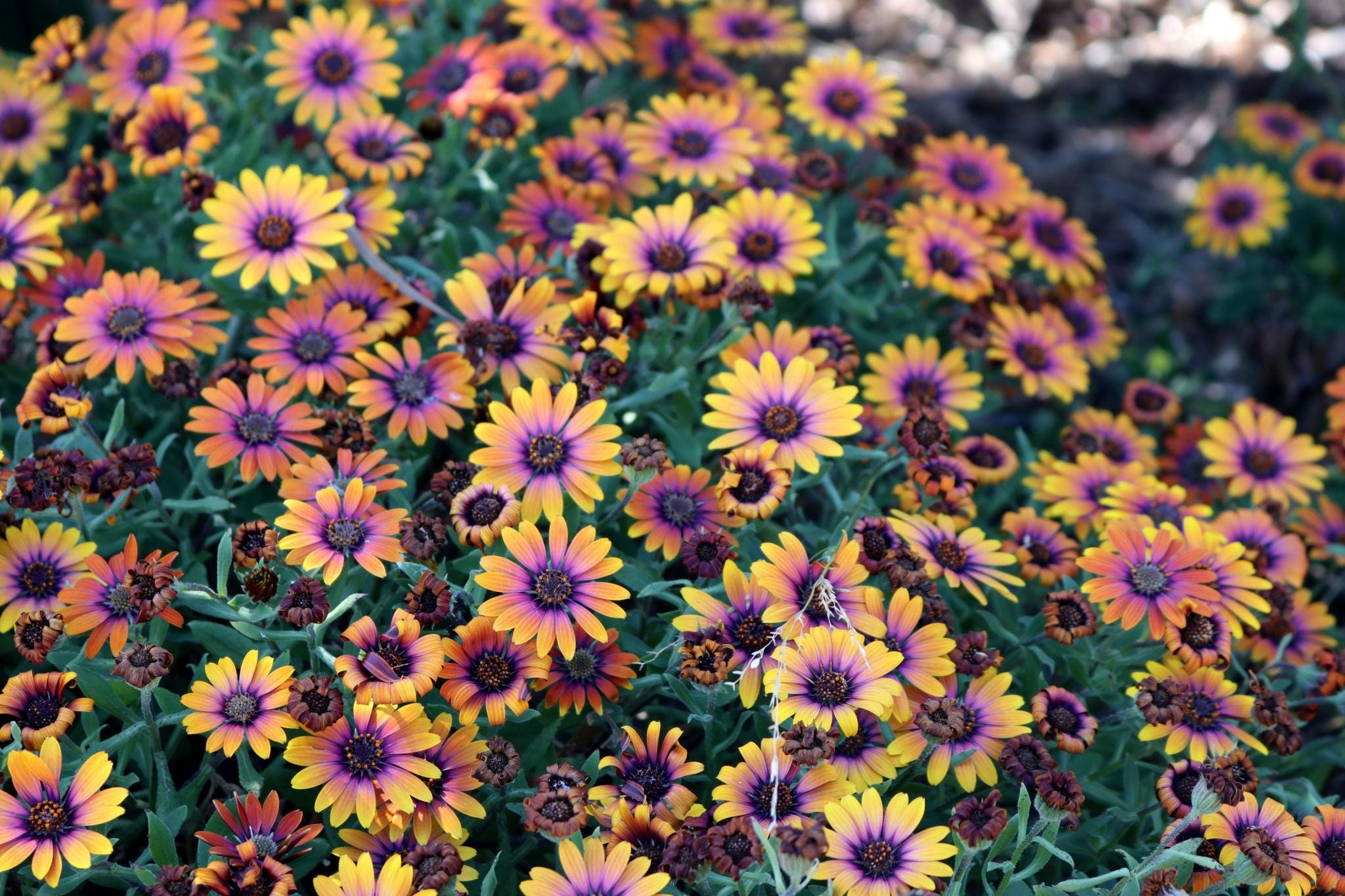 Dimorphotheca Seeds — 100 Seeds