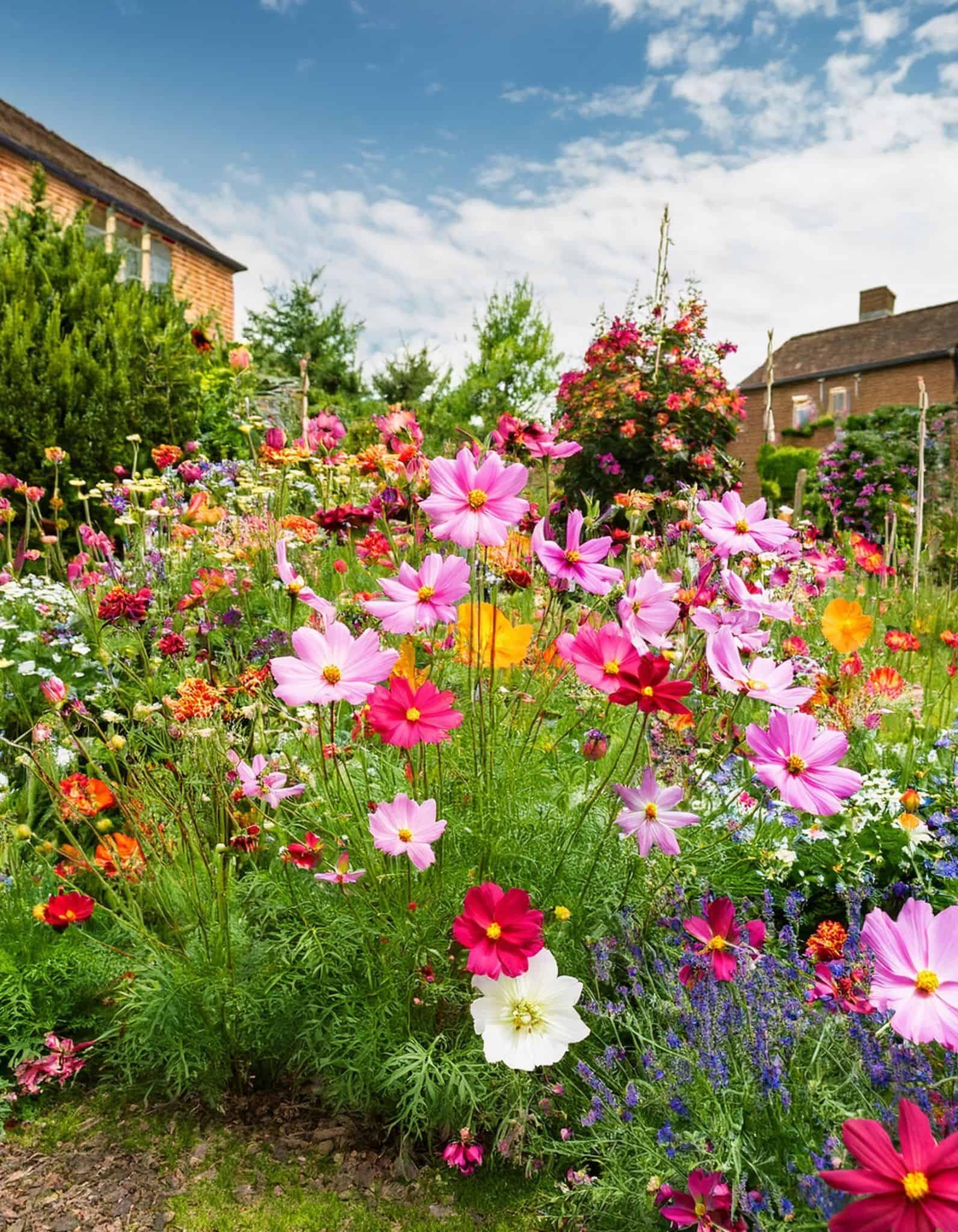 Cosmos Seeds — 100 Seeds