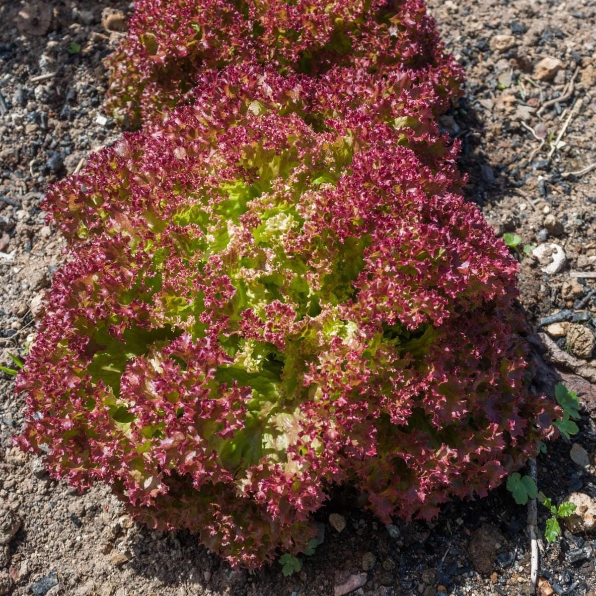 Lollo Rossa Red Leaf Lettuce Seeds — 100