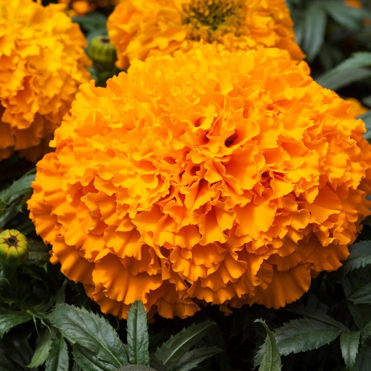 Orange Marigold Seeds — 100 Seeds