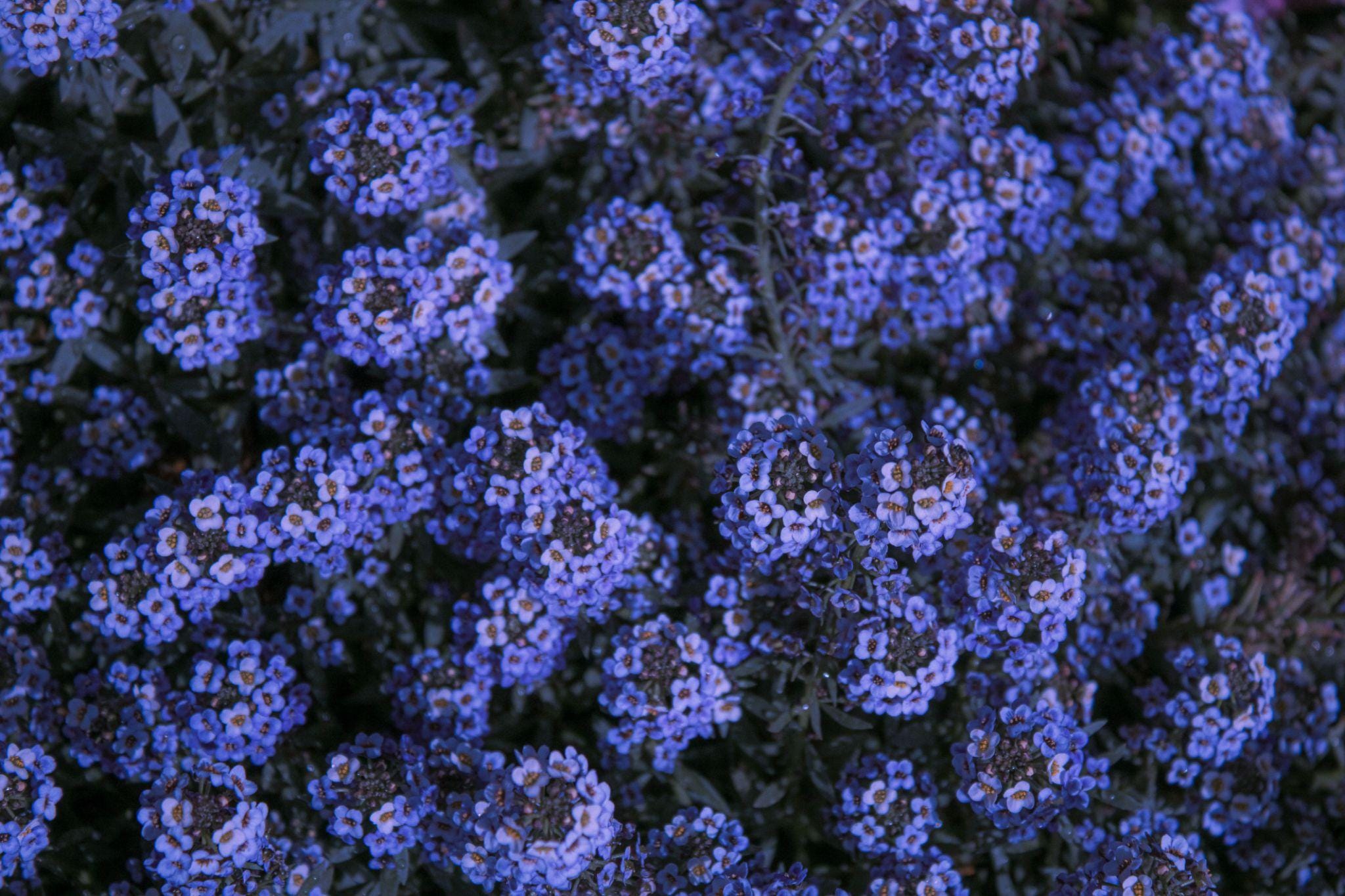 Alyssum royal carpet blue Seeds — 100 Seeds