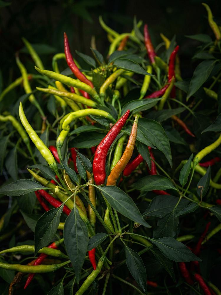 Chili pepper Surajmukhi Seeds — 50