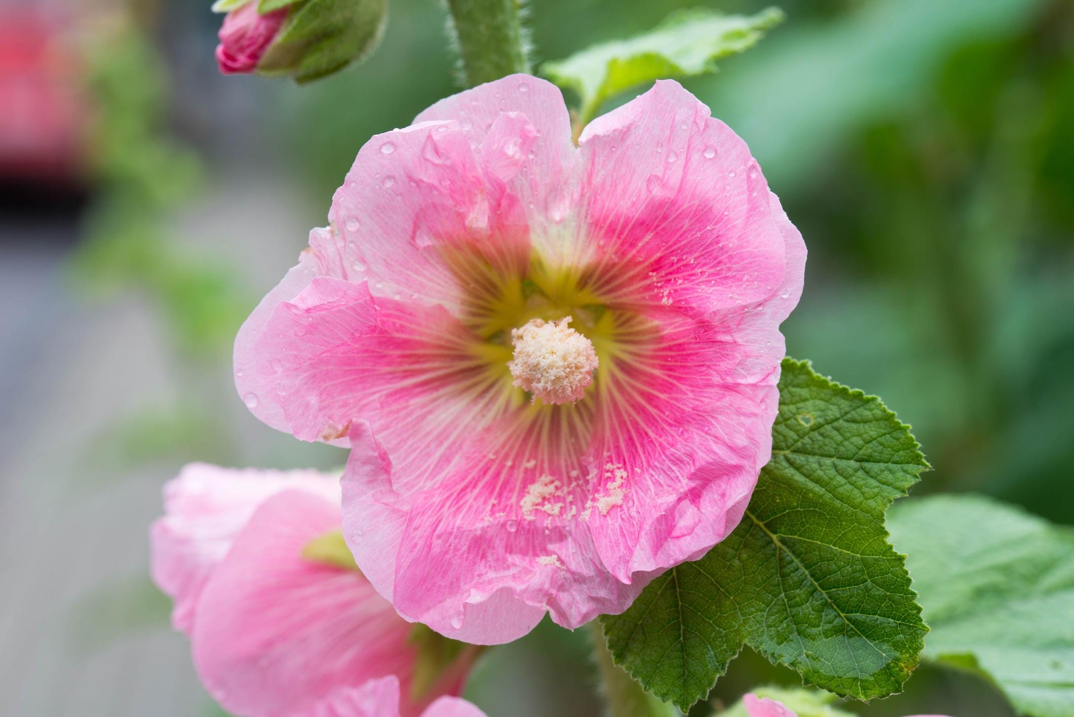 Hollyhock Dwarf mix Seeds — 50 Seeds