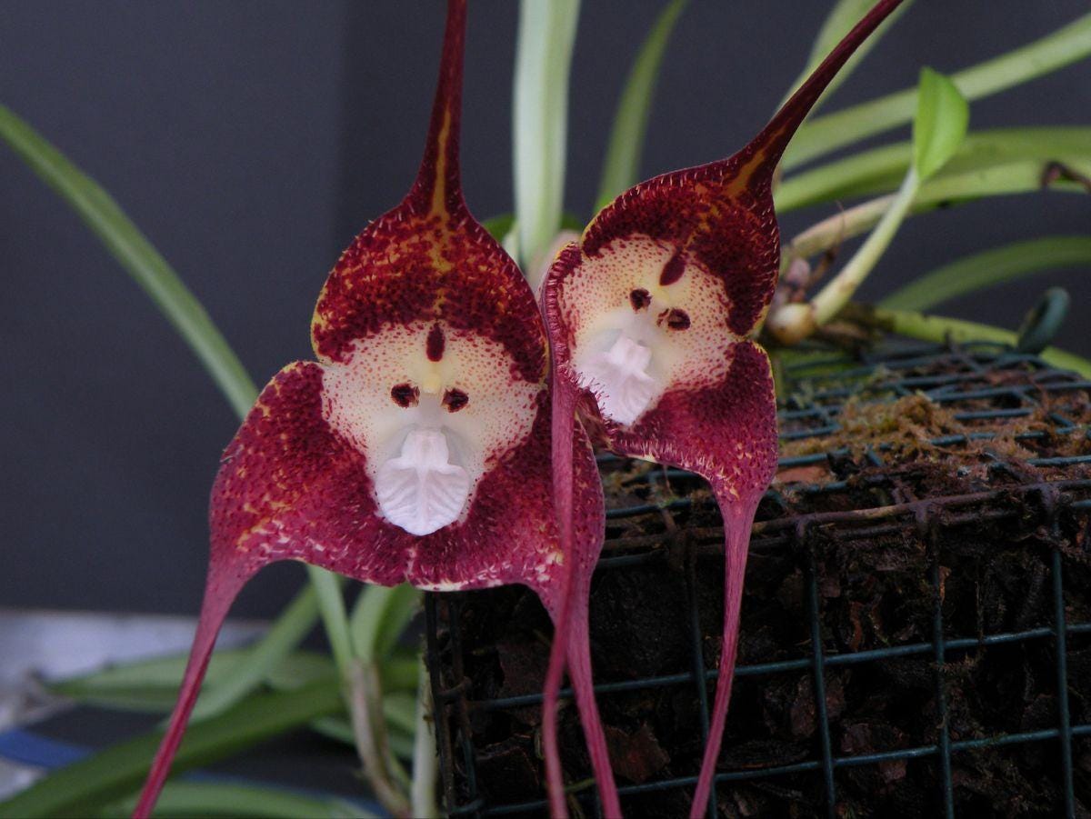 Orchid monkey face mix varietys Seeds — 10