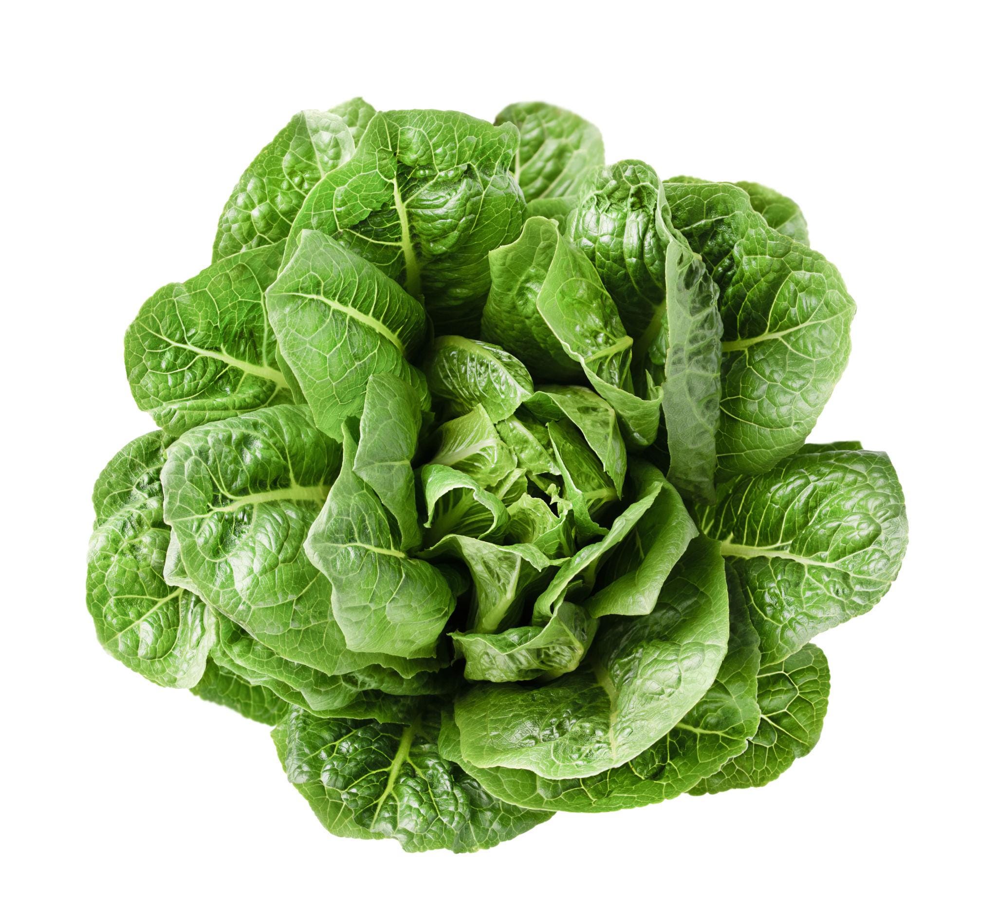 Green Romaine Lettuce Seeds — 100