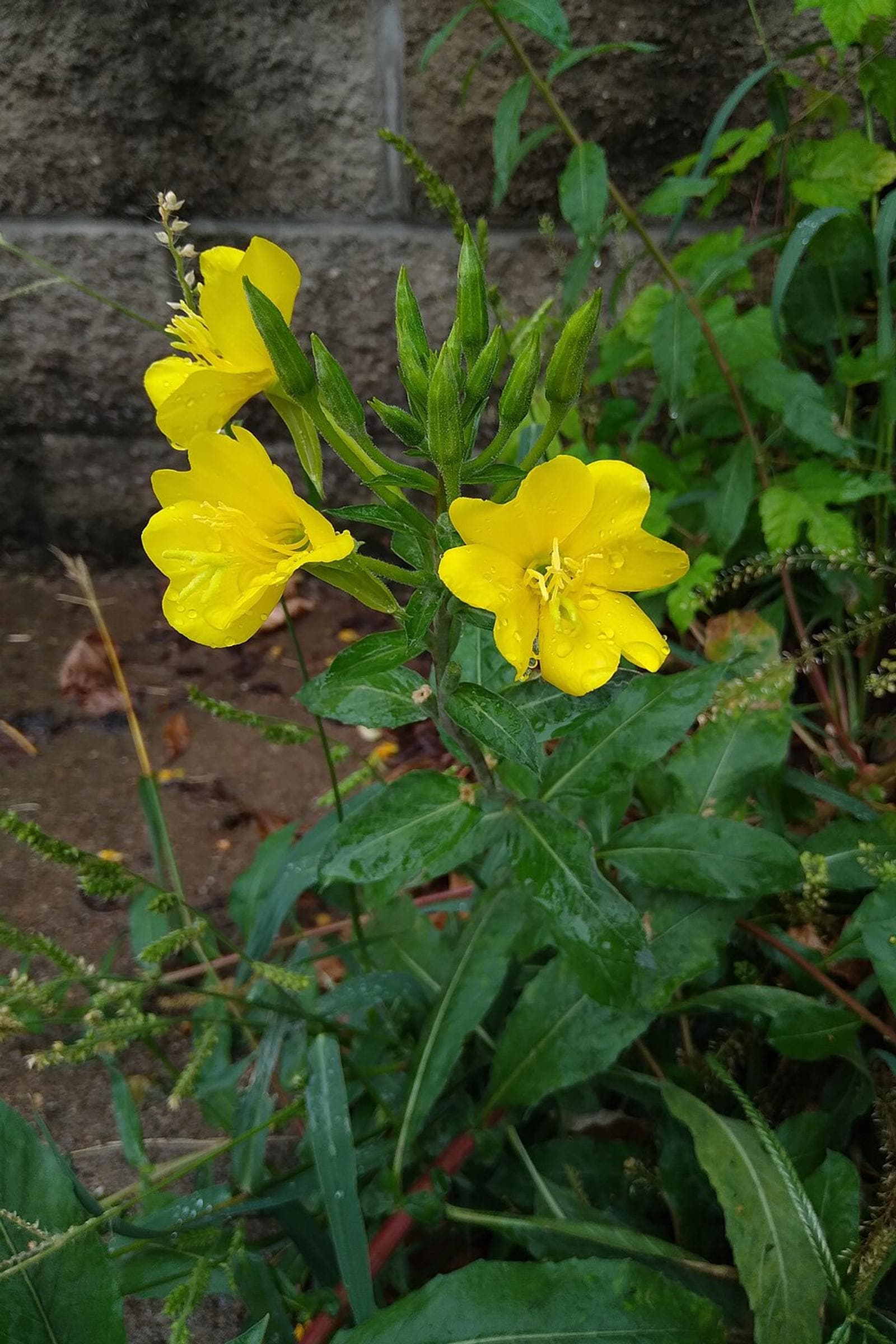 Onethera, Evening primroses Seeds — 100 Seeds