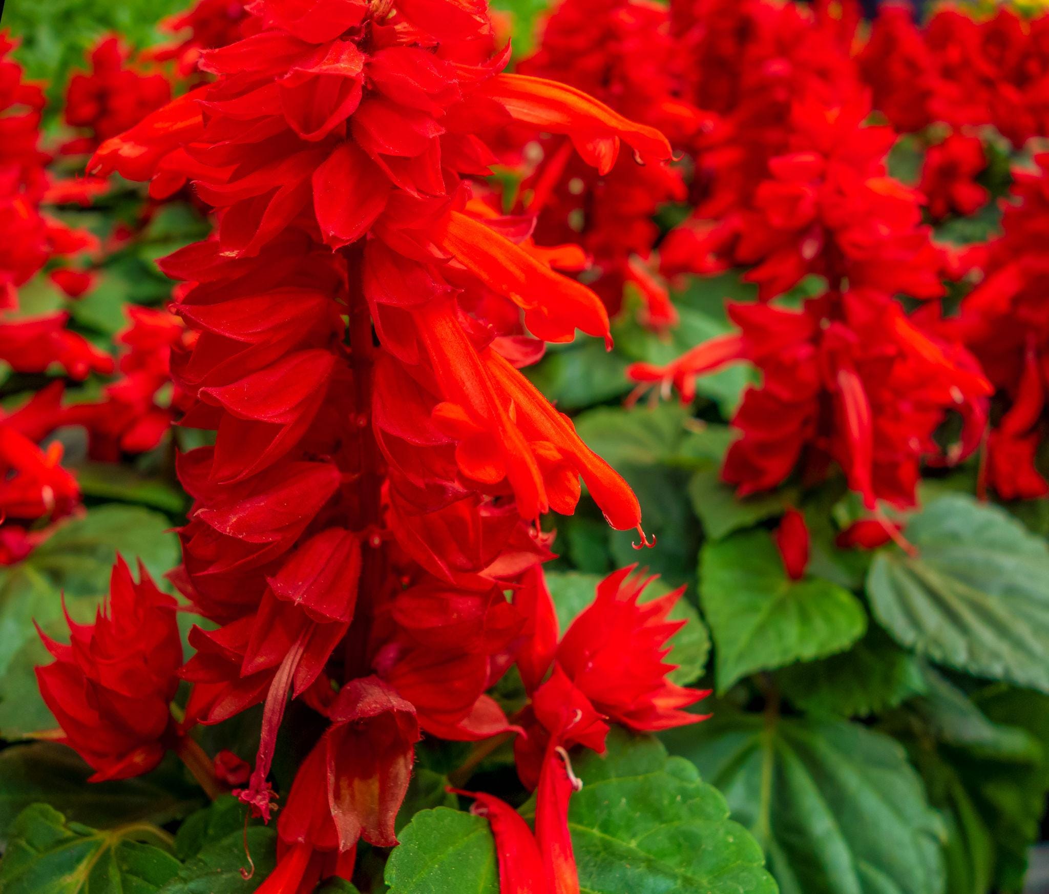Tropical sage, Salvia red Seeds — 100 Seeds
