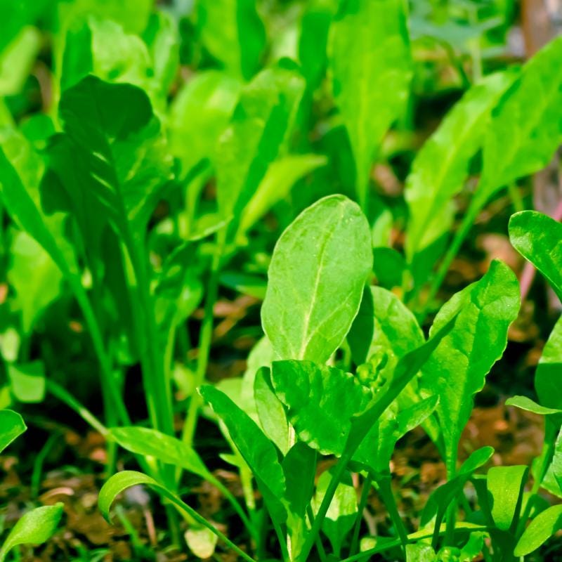 All Green Palak (Spinach Beet) Seeds — 100