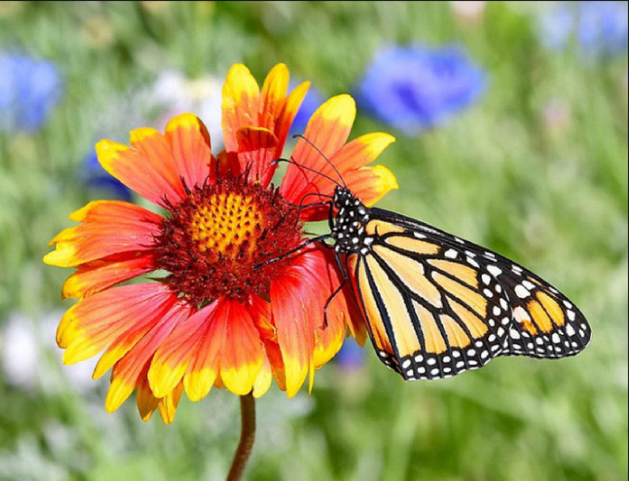 Gaillardia Aristata mix Seeds — 100 Seeds