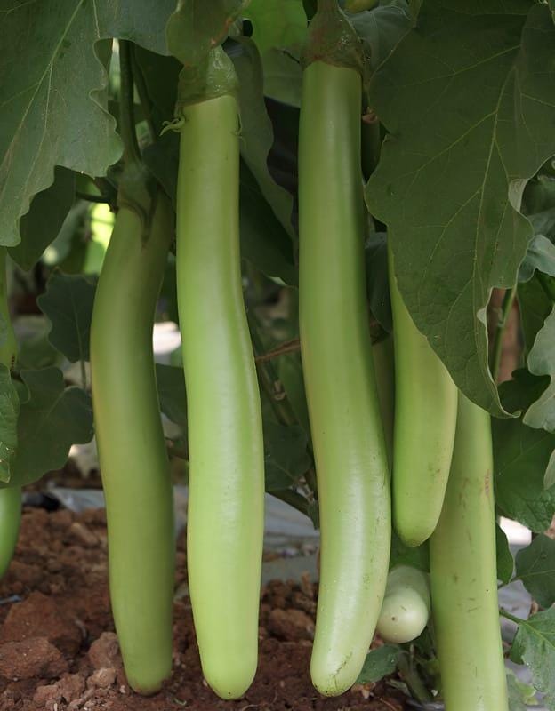 Eggplant green long Seeds — 100