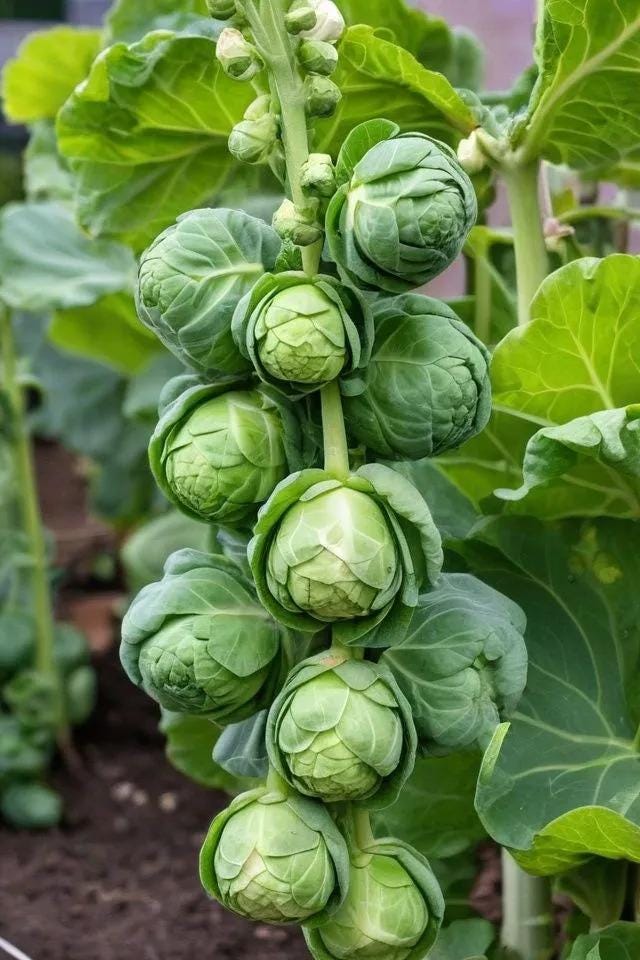 Brussel sprout Seeds — 300