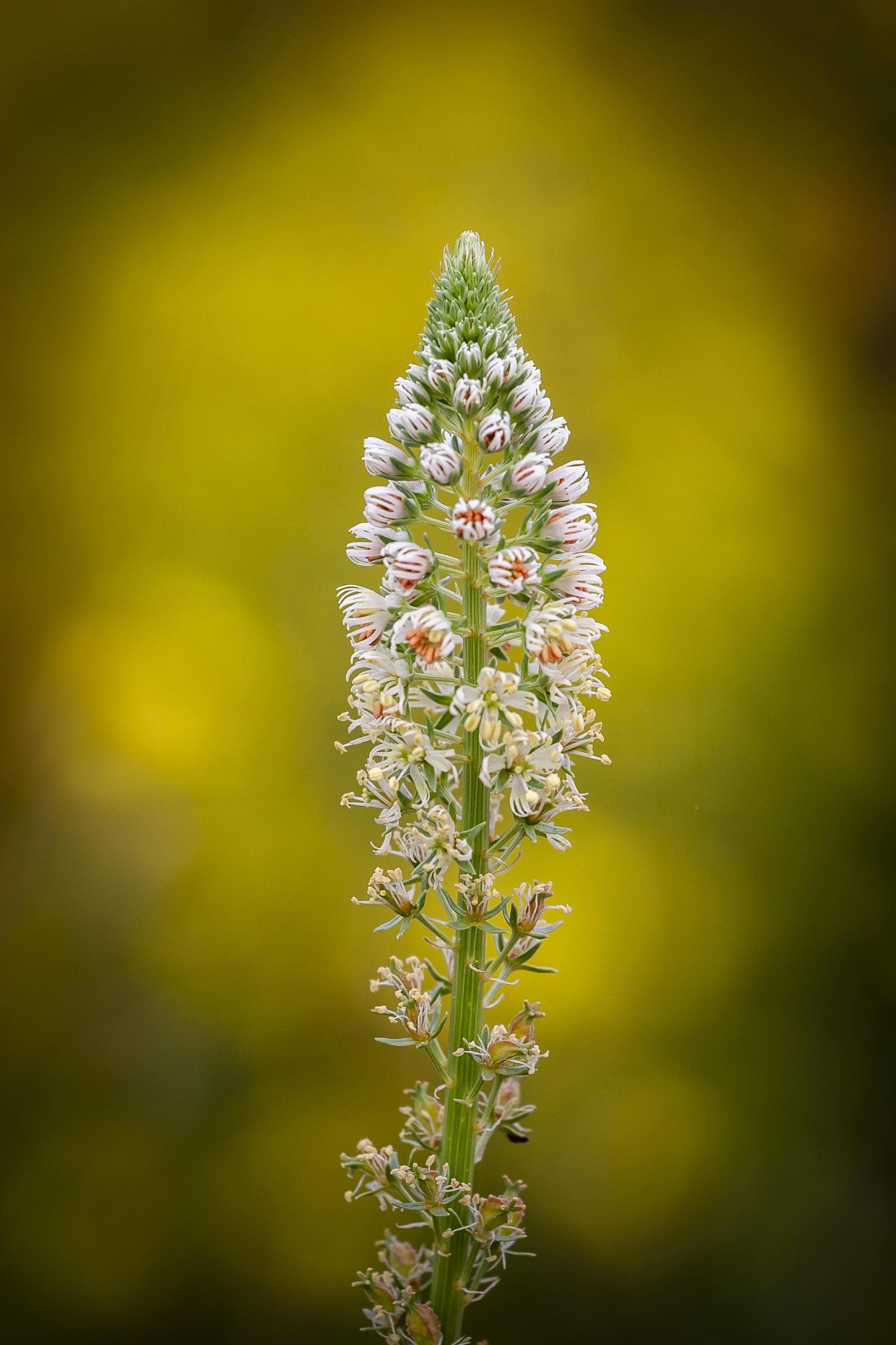 Reseda odorata Seeds — 100 Seeds