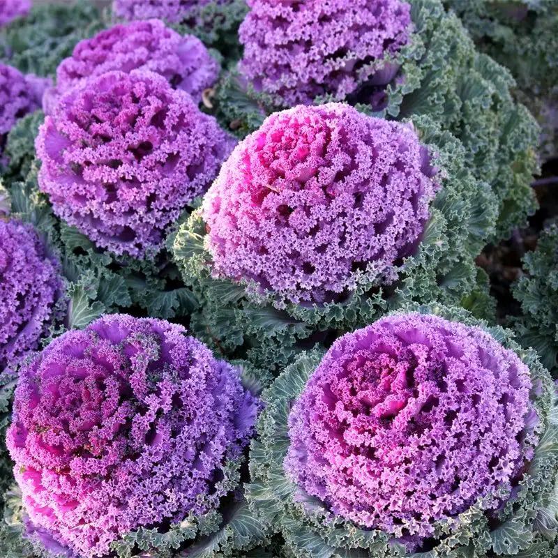 Ornamental Kale, flowering decorative kaliflower Seeds — 100 Seeds