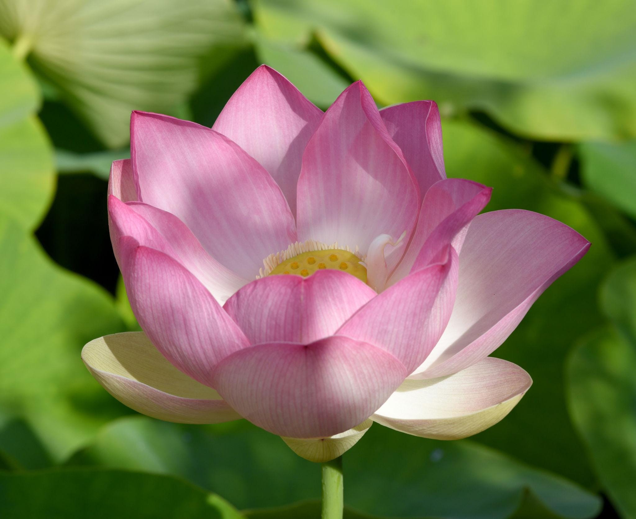 Water wild pink lotus Seeds — 5