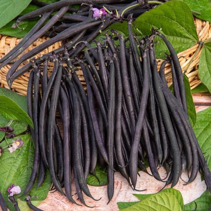 Anupama french black beans Seeds — 10