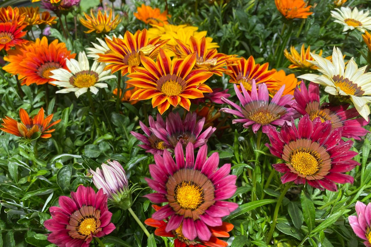 Gazania Seeds — 100 Seeds